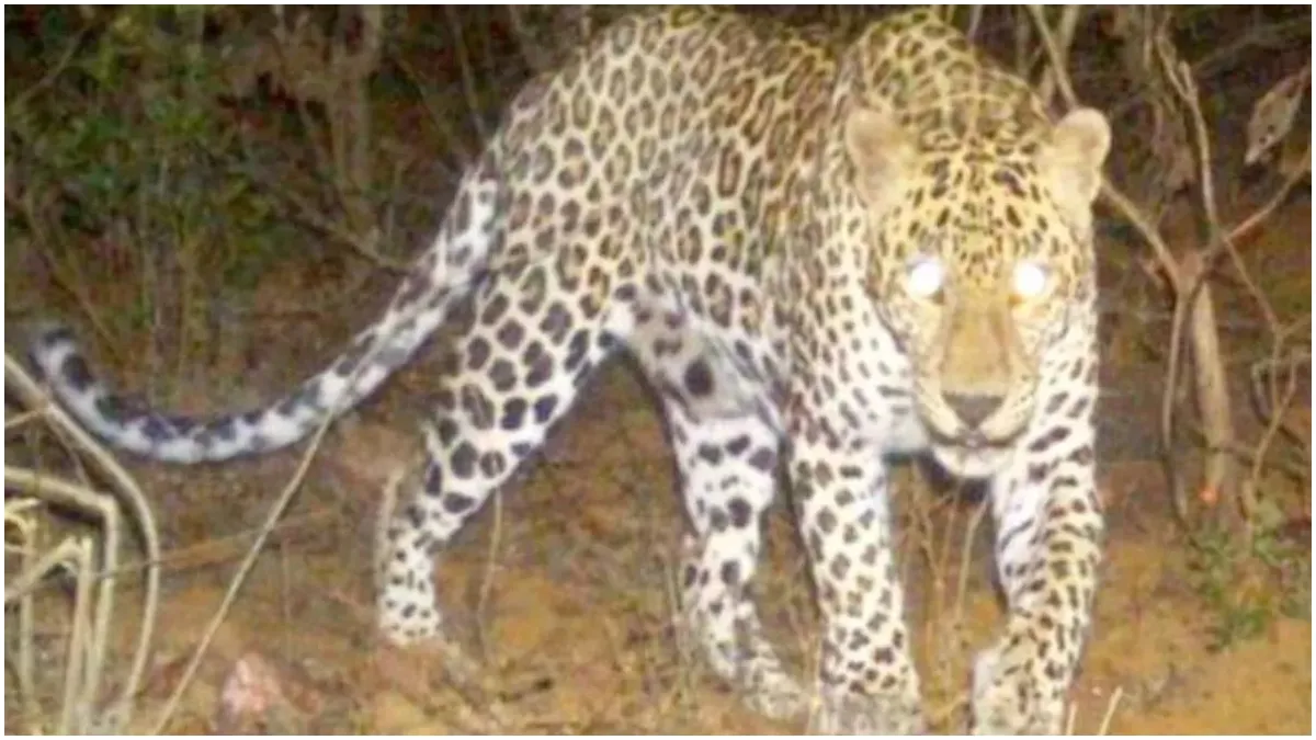 leopard-spotted-in-jnu-administration-issues-advisory-for-students