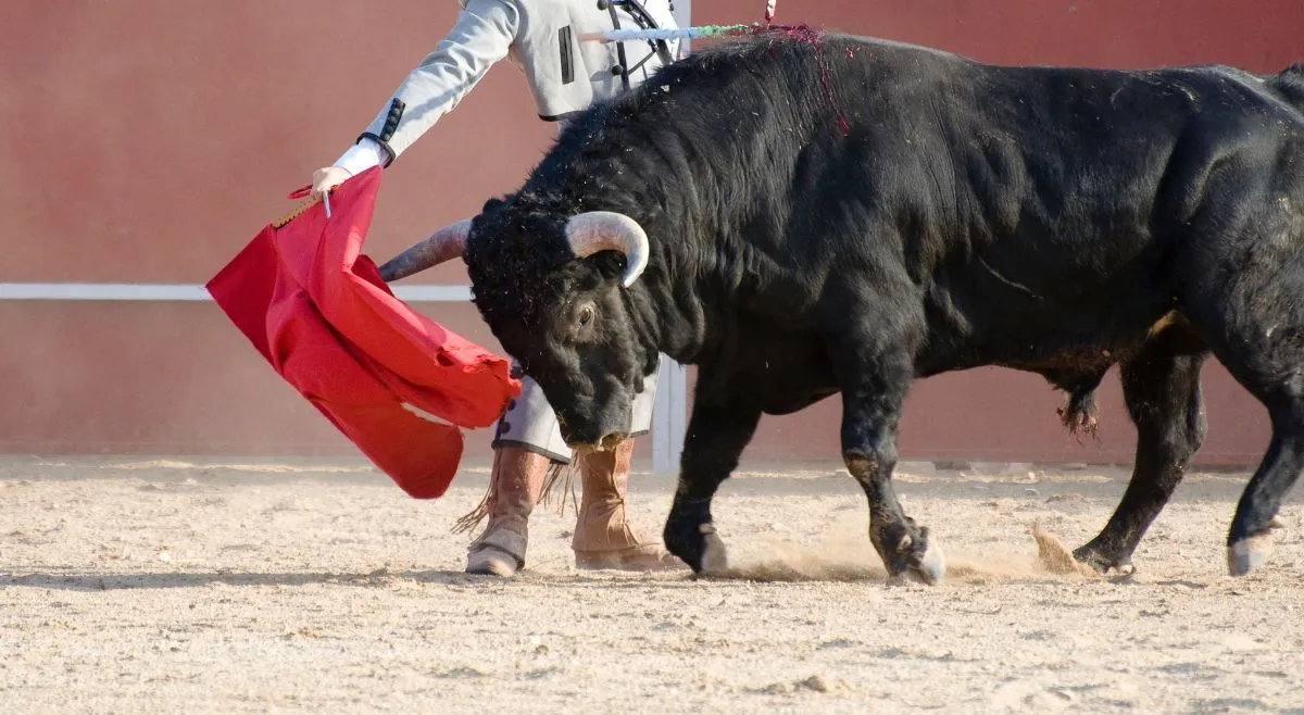 why-do-bulls-charge-at-the-colour-red-know-the-truth-behind-this-myth