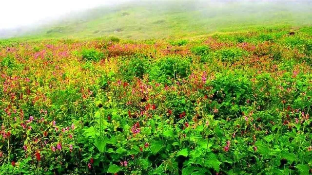 uttarakhand-declares-three-trek-of-the-year-routes-to-boost-winter-tourism-offers-rs-2000-incentive-per-trekker