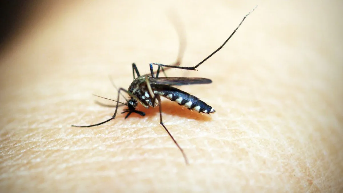 doctor-shares-vaccines-and-treatments-for-vector-borne-diseases