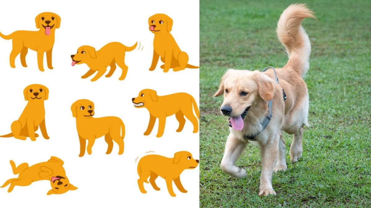 what-do-different-dog-tail-wags-mean-decode-your-pets-behaviour