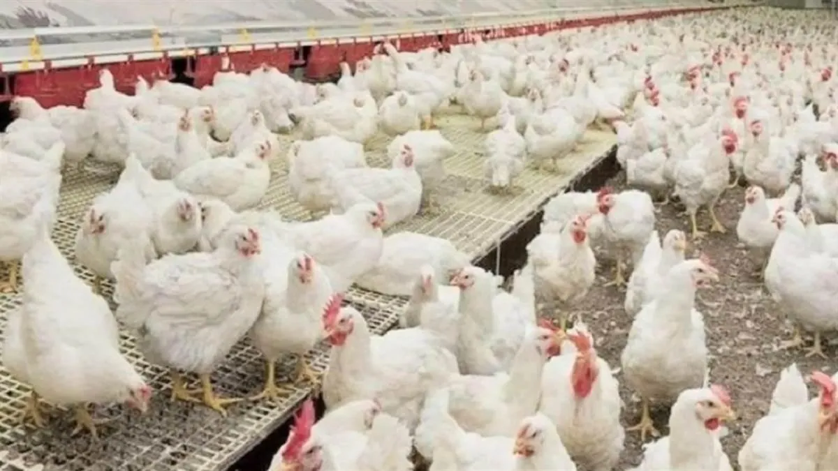 uttarakhand-govt-approves-rs-10kg-subsidy-on-poultry-feed-to-boost-hill-economy