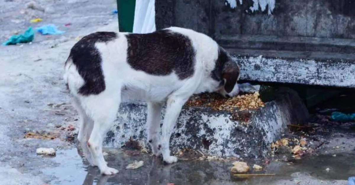 chandigarh-civic-body-proposes-rs-10000-fine-for-feeding-stray-dogs-outside-designated-zones-details