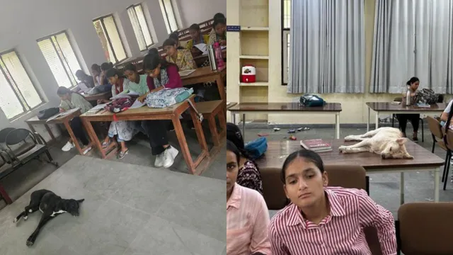 stray-dogs-sleep-inside-gurugram-womens-college-classroom-viral-post-ignites-safety-vs-compassion-debate