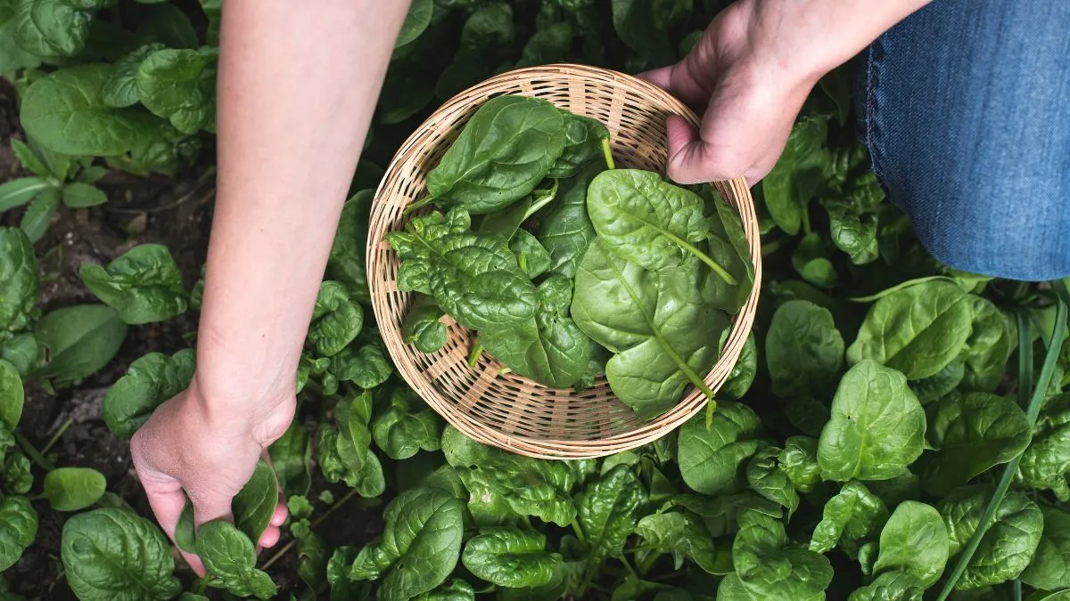 6-easy-steps-to-grow-spinach-in-kitchen-garden-containers