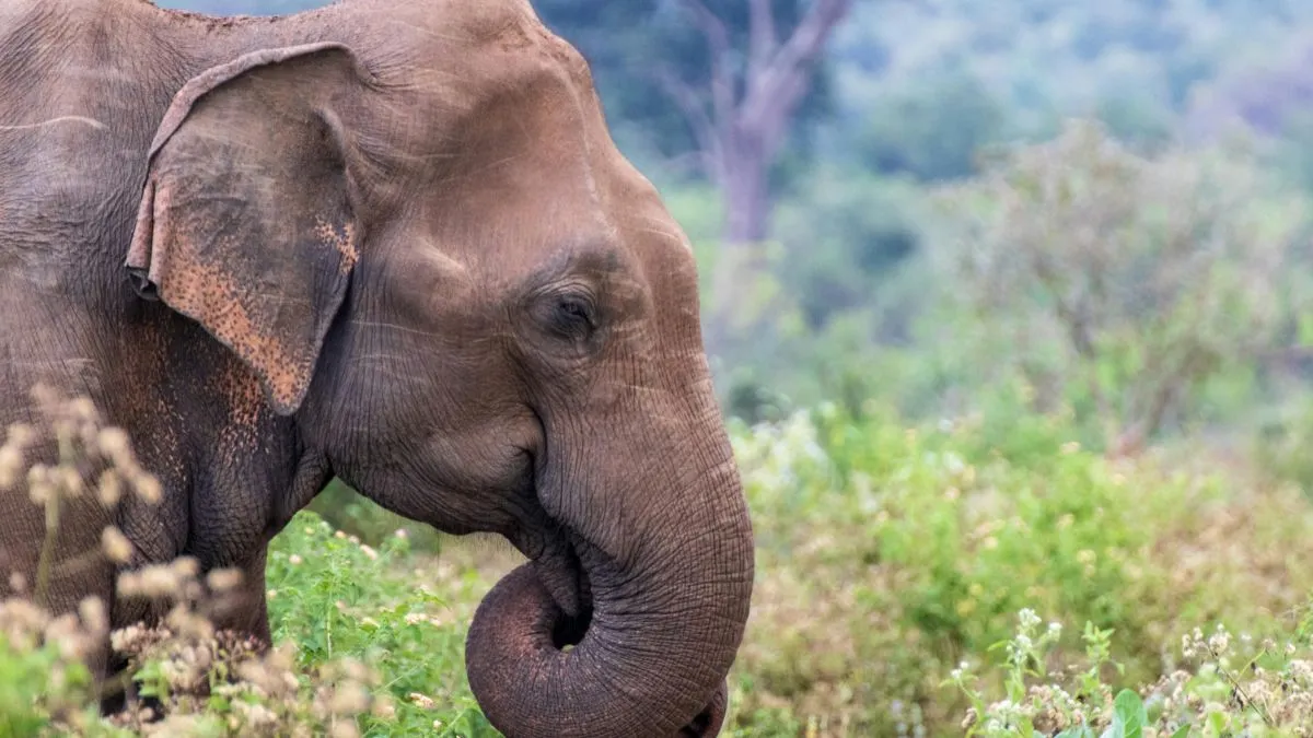 jharkhand-up-man-alleges-theft-after-elephant-and-mahout-go-missing-on-way-from-ranchi-to-mirzapur