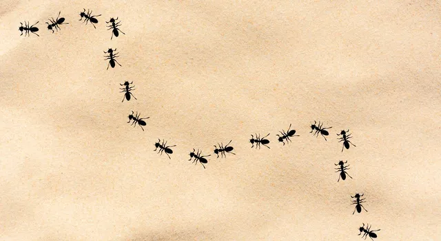 why-ants-walk-in-a-straight-line-here-is-the-answer