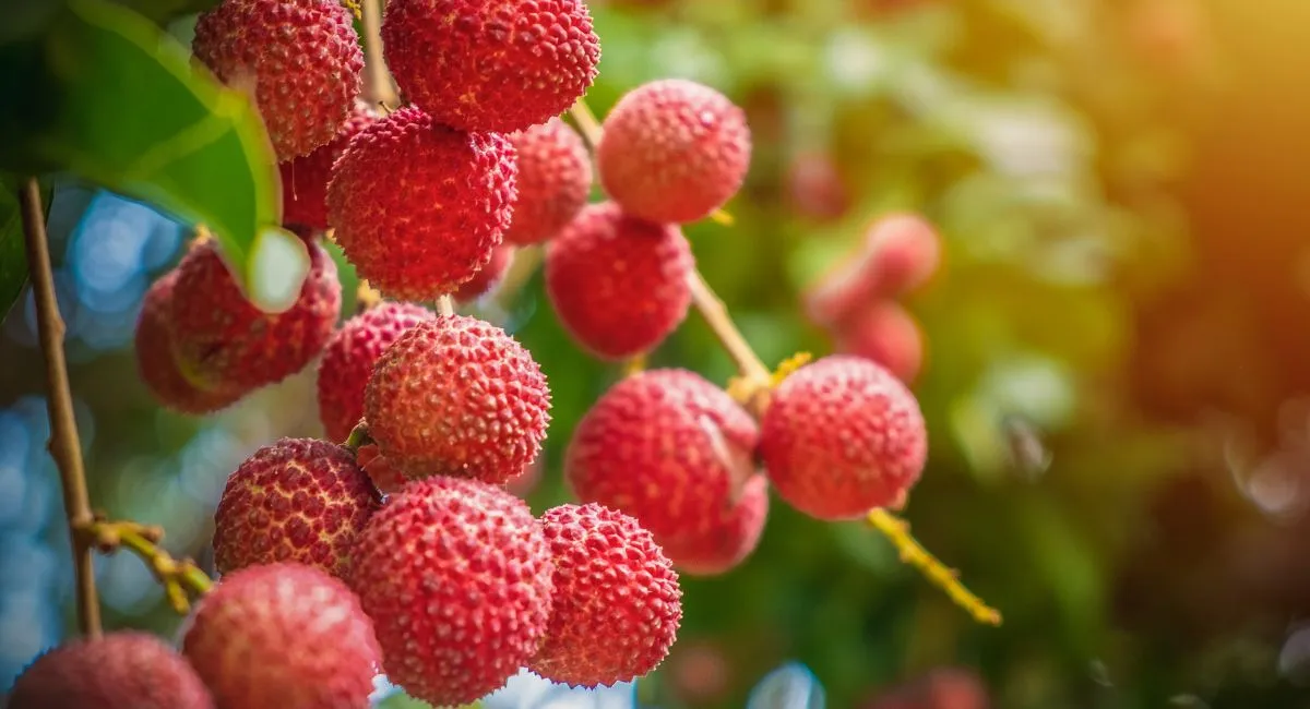 jharkhand-launches-mnrega-funded-litchi-initiative-covering-336-panchayats-across-state