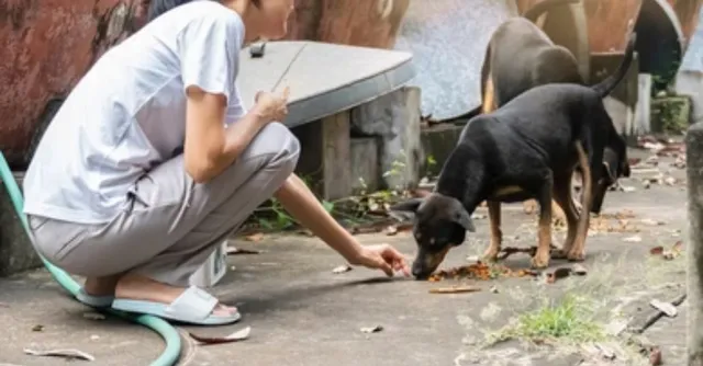 bengaluru-woman-molested-twice-while-helping-injured-dog-on-road-accused-identified-as-unemployed-engineer