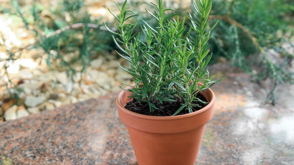 how-to-know-if-your-rosemary-plant-is-real-try-these-5-easy-tests