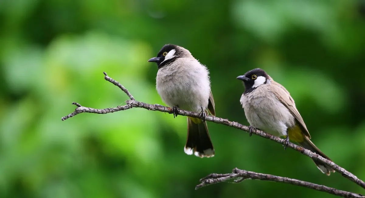 bihar-sees-migratory-birds-arrive-ahead-of-schedule-experts-cite-climate-change