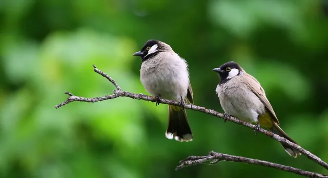 bihar-sees-migratory-birds-arrive-ahead-of-schedule-experts-cite-climate-change