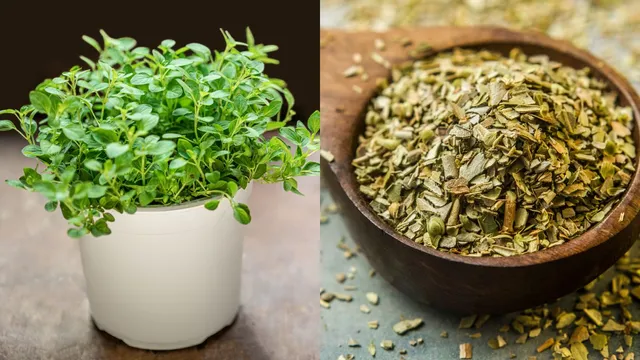 how-to-grow-oregano-in-pots-for-your-balcony-garden-a-stepbystep-guide