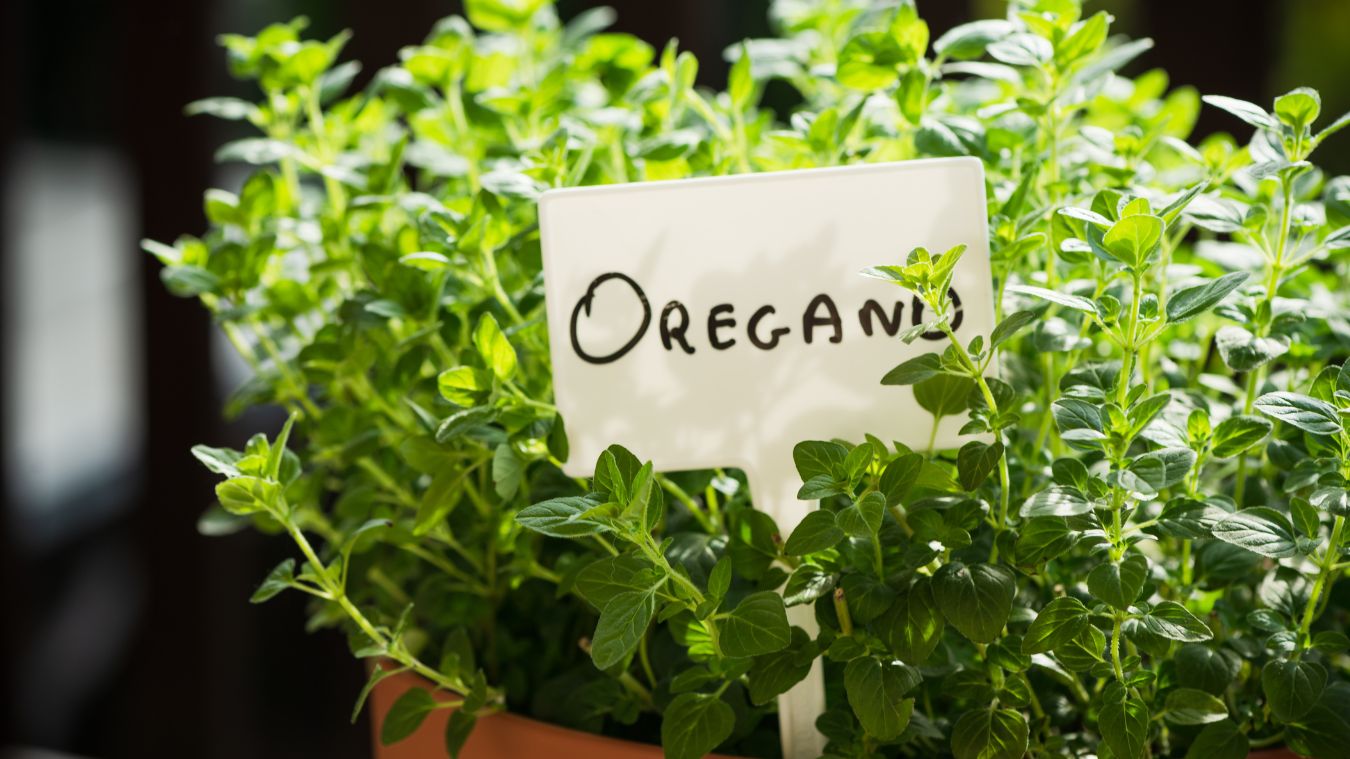 guide to grow oregano in a pot