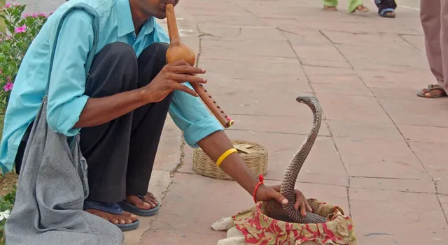 do-snakes-really-hear-the-flute-know-the-truth-behind-this-famous-claim
