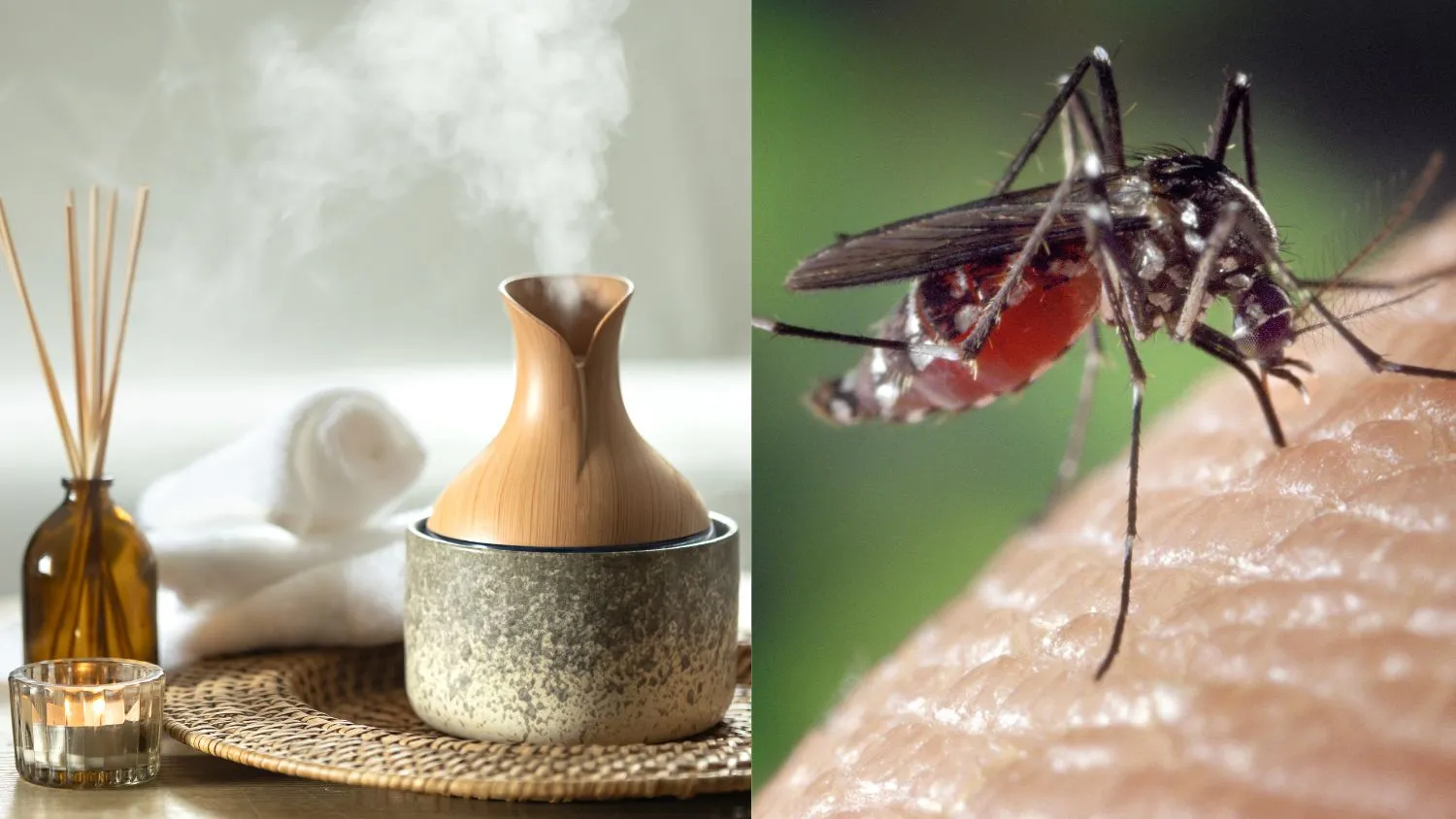 how-to-keep-mosquitoes-and-flies-away-naturally-with-these-eco-friendly-hacks