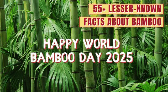 world-bamboo-day-2025-know-lesser-known-facts-about-bamboo