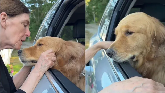 golden-retrievers-heartbreaking-goodbye-to-grandma-melts-millions-of-hearts-in-emotional-viral-video