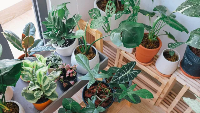 5-best-indoor-plants-that-purify-air-and-freshen-up-your-living-space