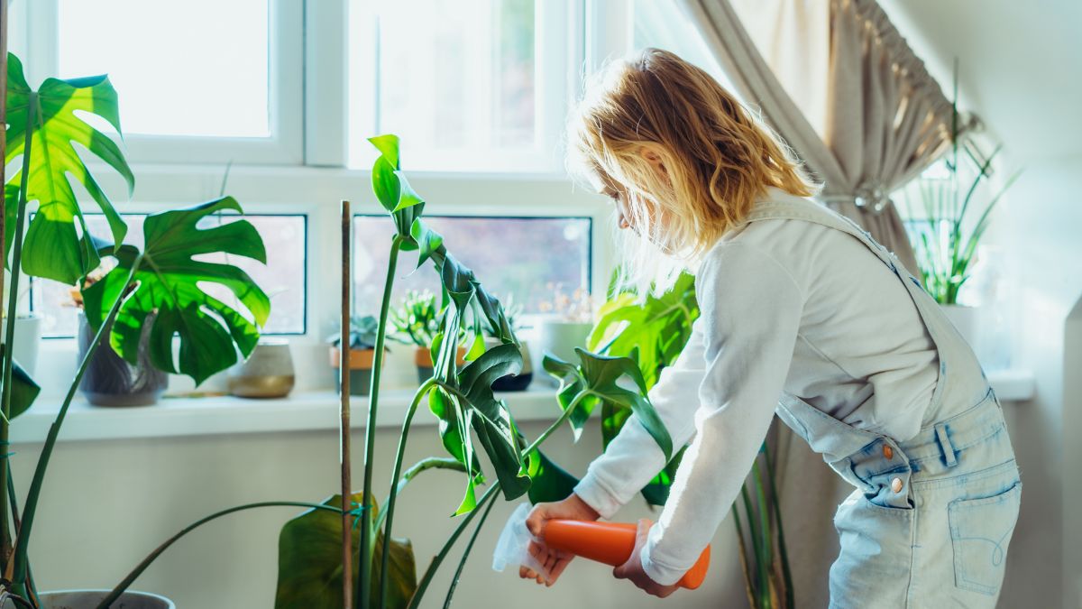 Air Purifying Indoor Plants