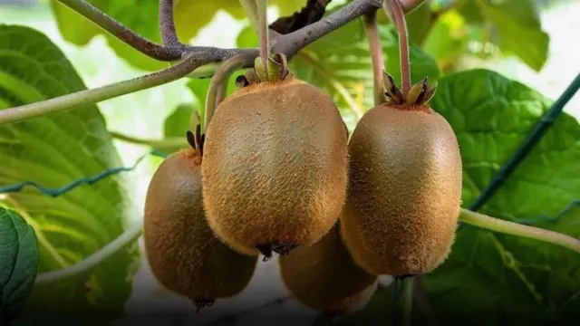 uttarakhand-to-boost-kiwi-farming-on-3500-hectares-nursery-planned-in-bageshwar