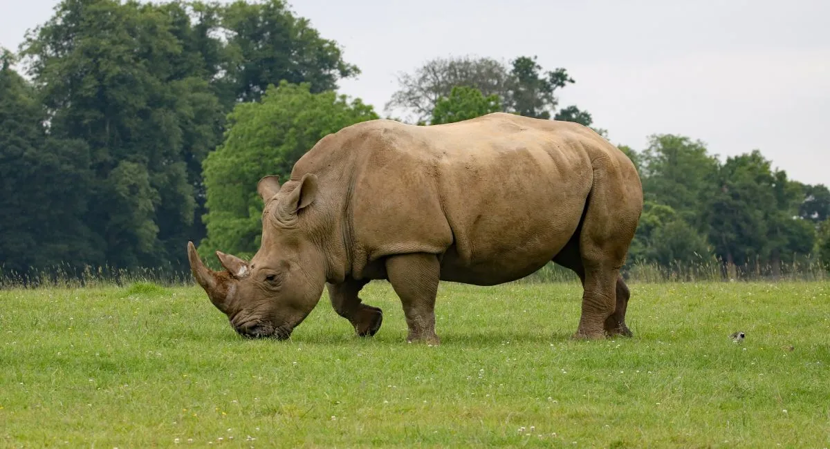 up-to-promote-rhinos-with-tigers-in-dudhwas-tourism-push-resorts-planned-for-visitors