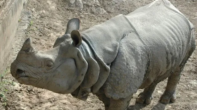 patna-zoo-ranks-second-globally-for-rhino-population-houses-10-from-four-breeds