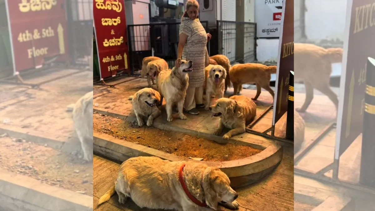 bengaluru-woman-walking-with-28-golden-retrievers-in-rt-nagar-wins-hearts-online-watch-viral-video