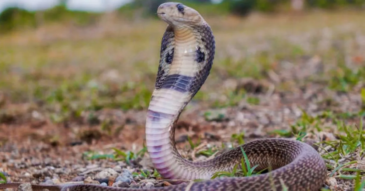 kanpur-dowry-case-husband-locks-up-wife-in-room-with-snake-over-rs-5-lakh-demand