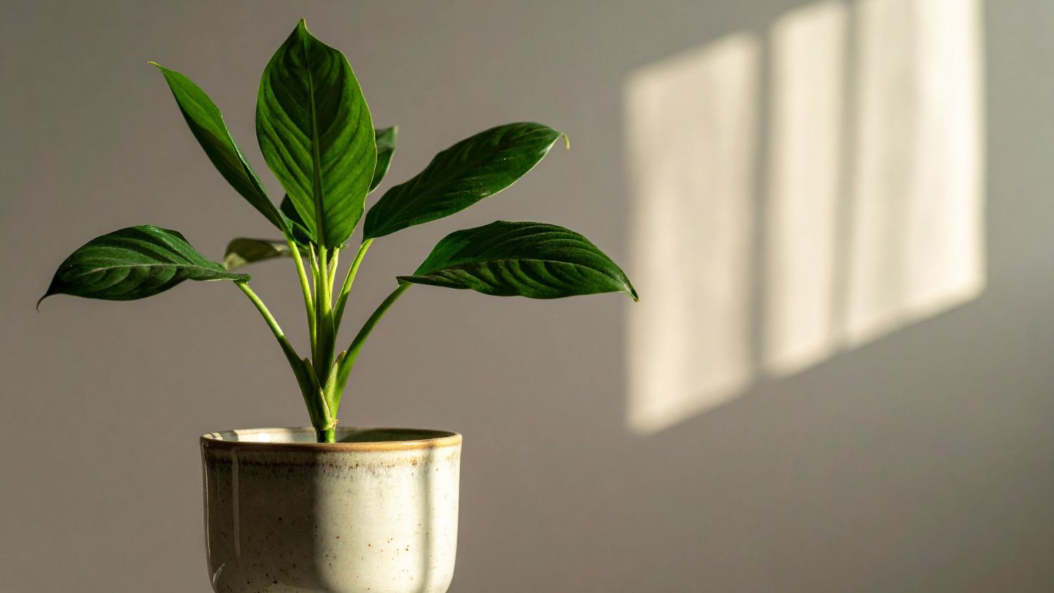 Feng Shui Houseplants For Living Room