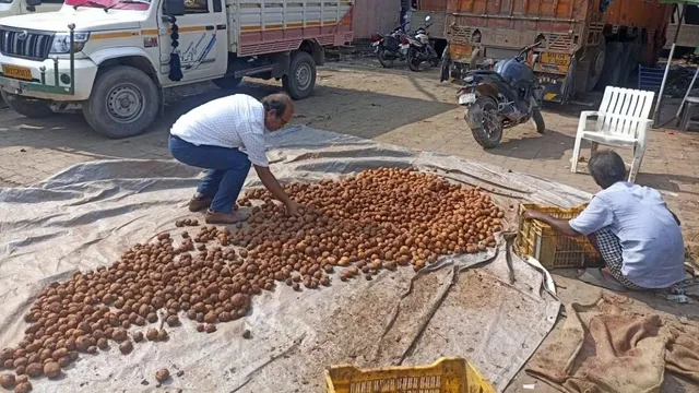 patna-nfsa-busts-fake-potato-selling-racket-seizes-two-trucks-how-rotten-potatoes-were-sold-as-fresh