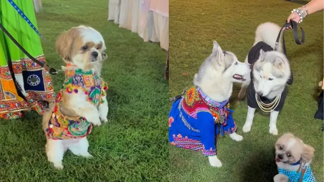 its-pawratri-cute-video-of-dogs-playing-garba-in-traditional-outfits-during-navratri-melts-hearts