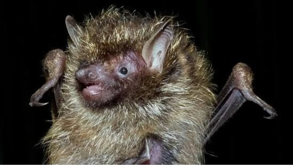 mizoram-reports-india-first-golden-haired-tube-nosed-bat-zsi