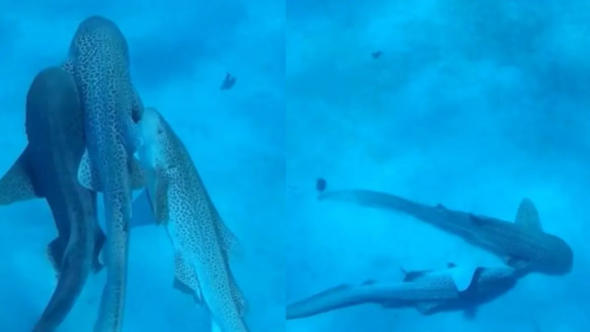 world-first-shark-threesome-caught-on-camera-marine-biologist-films-rare-mating-of-endangered-leopard-sharks