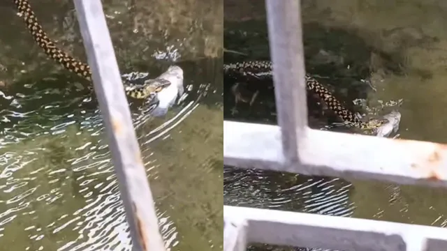 snake-caught-swimming-through-flooded-kolkata-streets-with-fish-in-its-mouth-netizens-joke-bro-proved-hes-bengali