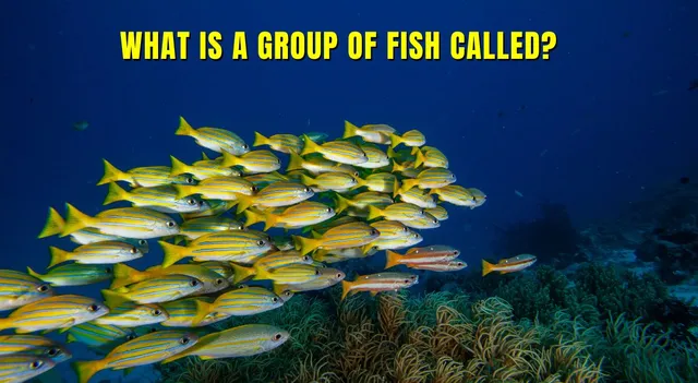 what-is-a-group-of-fish-called-elevate-your-animal-vocabulary