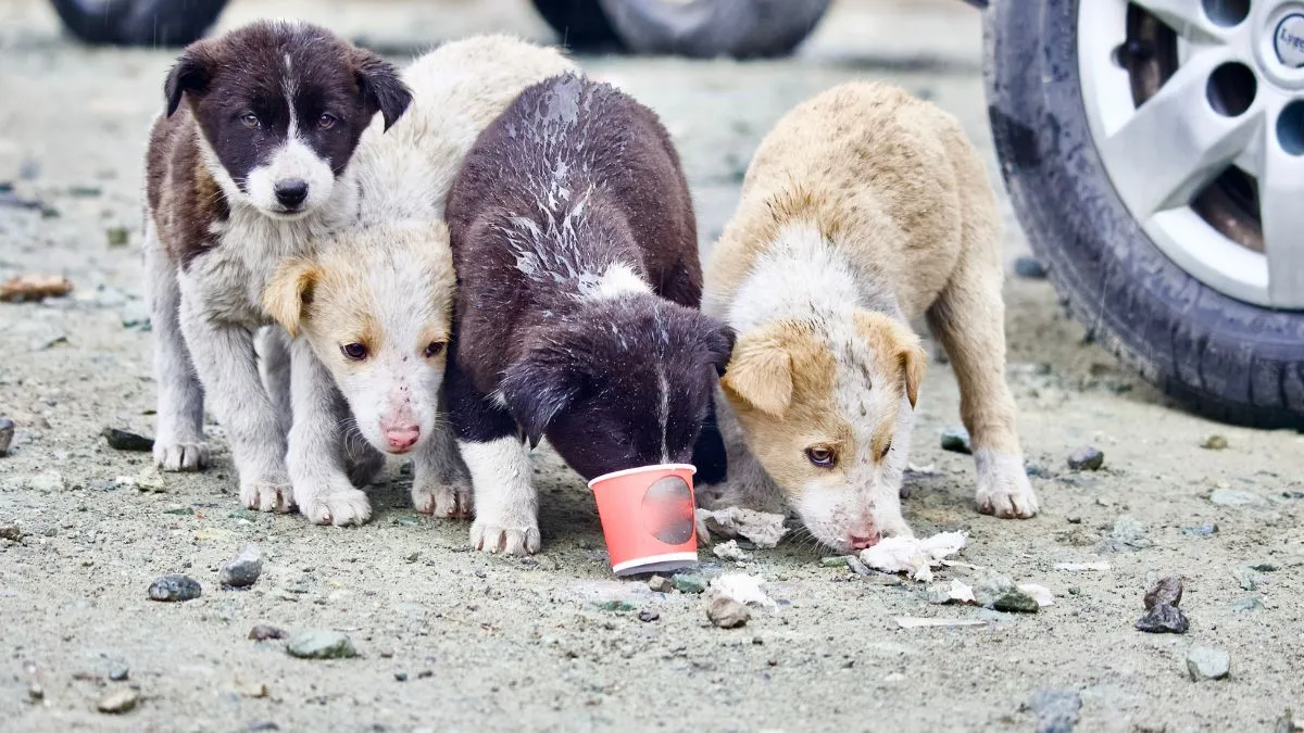 noida-to-build-1500-designated-feeding-points-for-stray-dogs-in-rs-3-crore-project