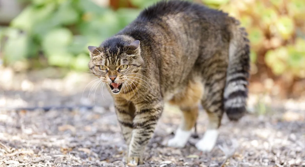 why-do-cats-hiss-here-is-the-answer