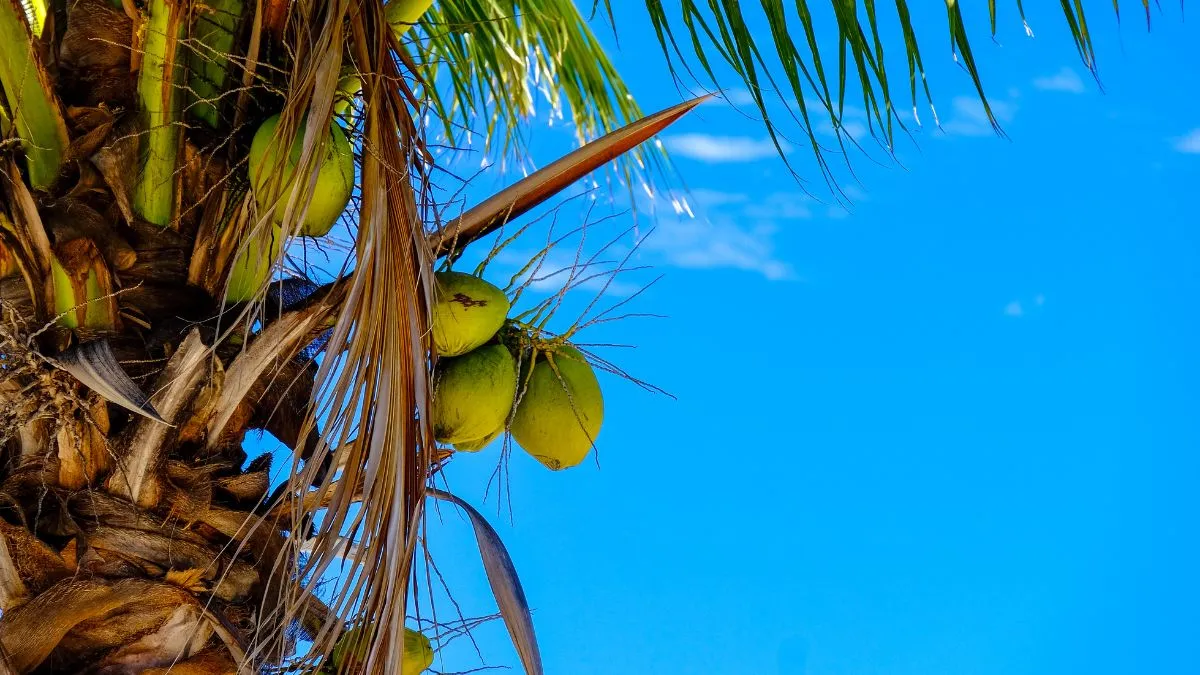 kerala-boy-12-dies-after-coconut-tree-falls-while-trying-to-catch-parrot-in-aluva