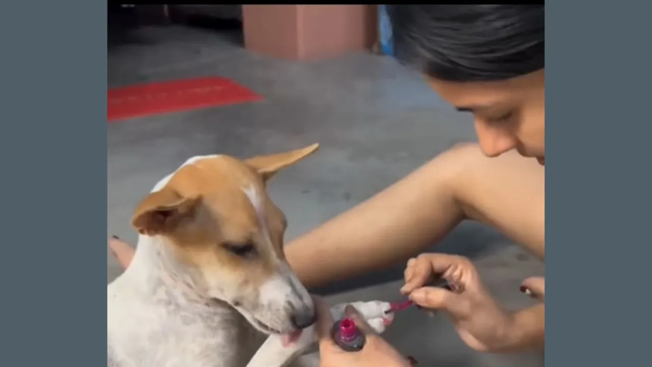 viral-video-of-woman-painting-dog-nails-divides-animal-lovers-sparks-concern-over-pet-skin-its-harmful-for-them