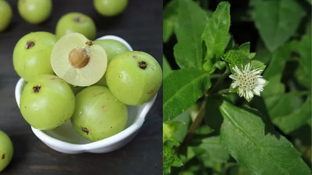 amla-vs-bhringraj-which-ayurvedic-remedy-is-better-for-faster-hair-growth