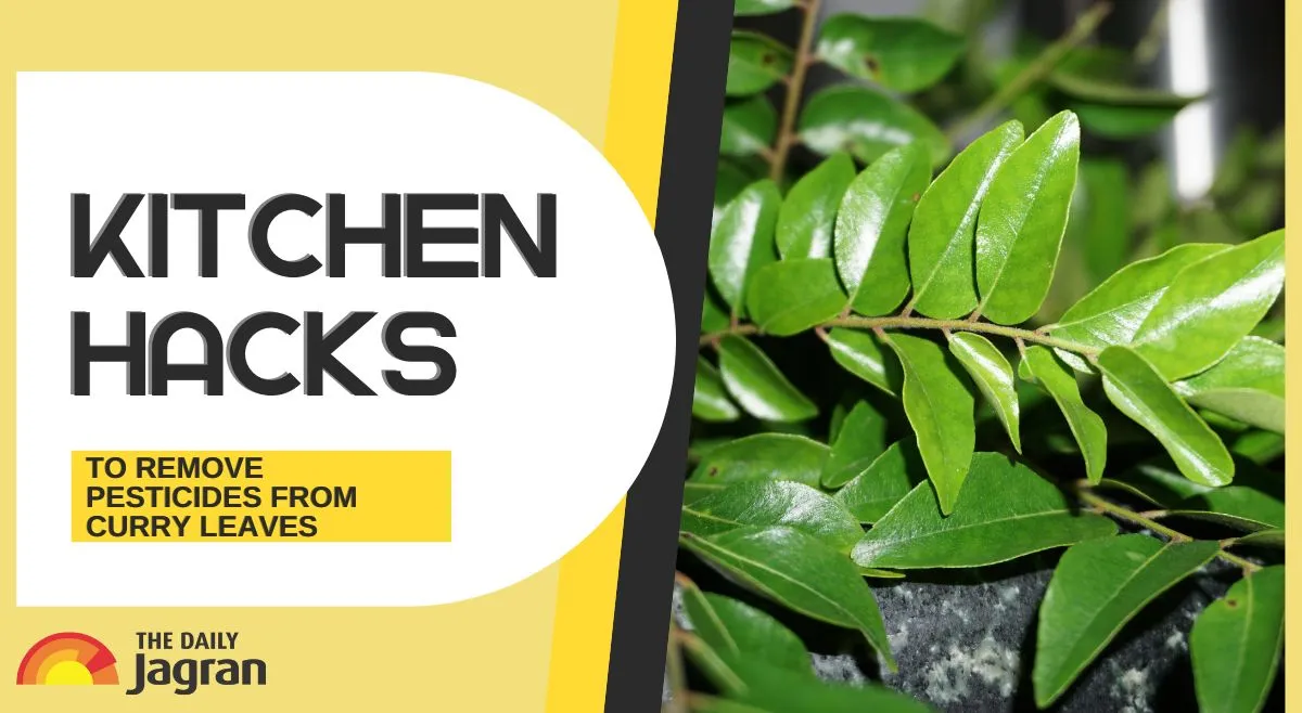 4-kitchen-hacks-to-remove-pesticides-from-curry-leaves-while-keeping-the-flavour