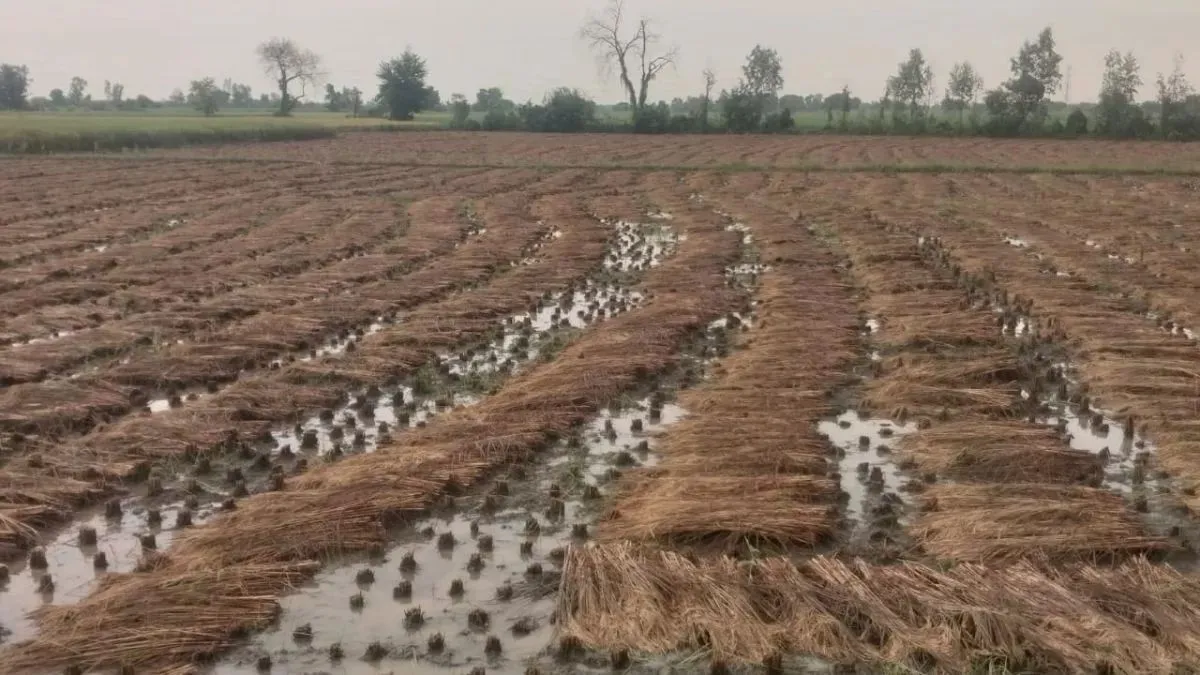 mathura-rain-submerges-harvested-crops-lightning-kills-woman-in-nagla-jagrupa-updates