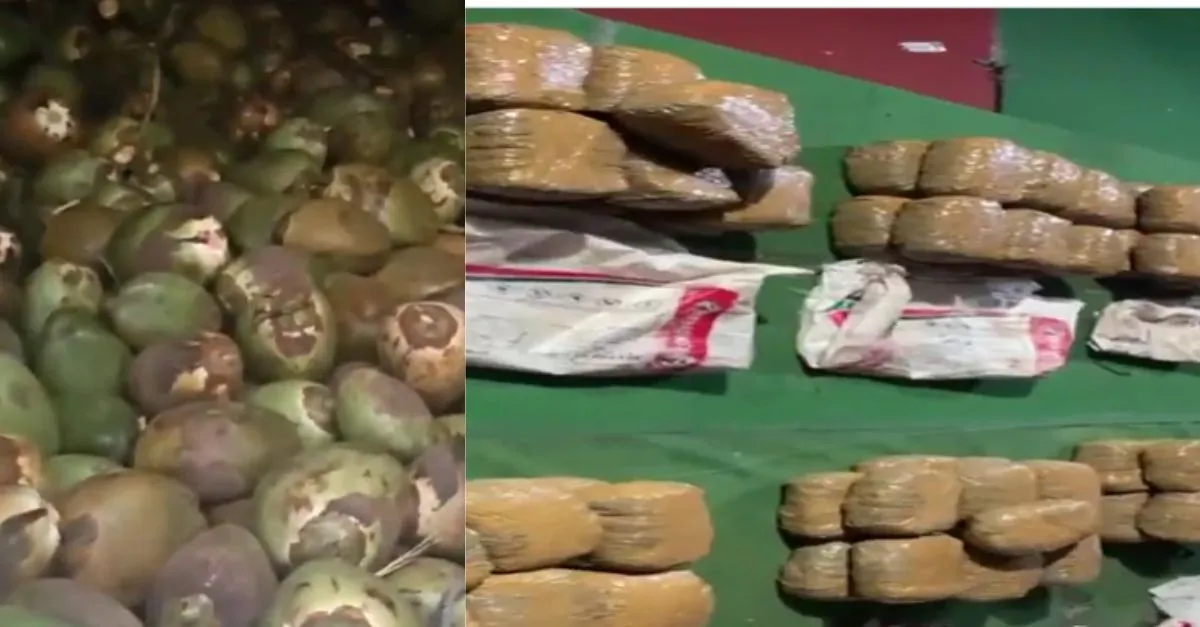 telangana-400-kg-ganja-worth-crores-found-hidden-in-coconuts-near-ramoji-film-city-3-arrested