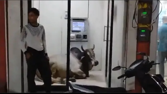 he-is-on-guard-duty-bull-escapes-heat-in-style-relaxes-inside-atm-while-people-wait-outside-hilarious-video-goes-viral
