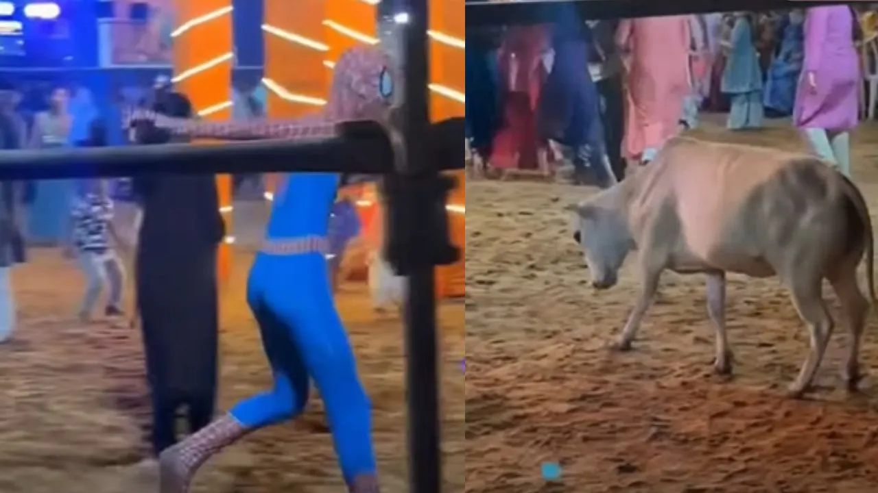 cow-runs-into-garba-night-spiderman-tries-to-save-the-day-viral-video-has-internet-laughing