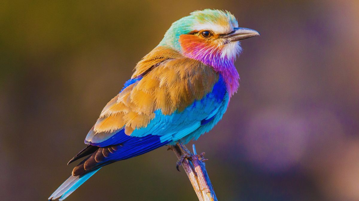 neelkanth-bird-dussehra-2025