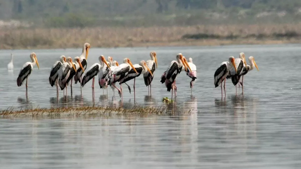 uttarakhands-asan-wetland-indias-first-conservation-reserve-prepares-for-migratory-birds