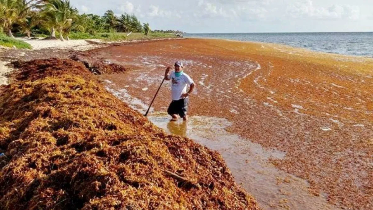 great-atlantic-sargassum-belt-8850-km-brown-algae-ribbon-threatens-beaches-marine-life-climate