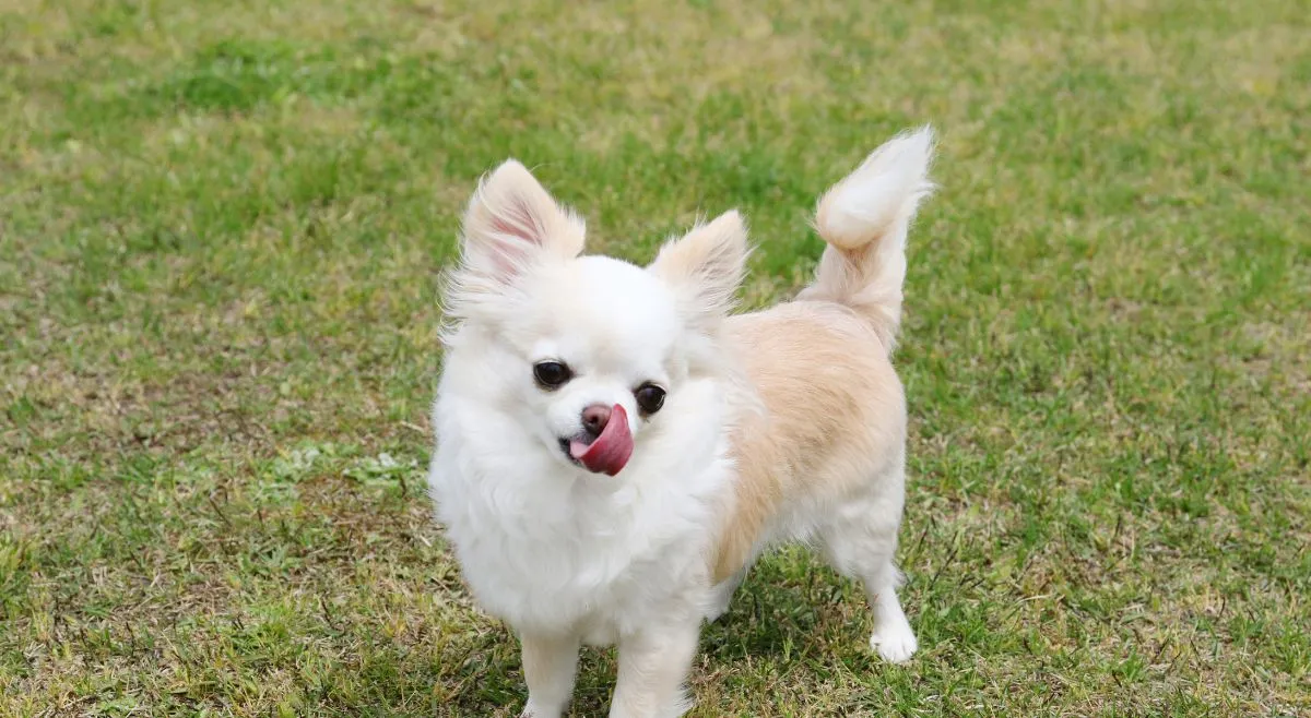 who-is-the-world-shortest-living-dog-know-his-bread-size-and-more